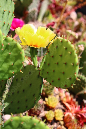 kaktus Opuntia macrorhiza opuncja       te kwiaty
