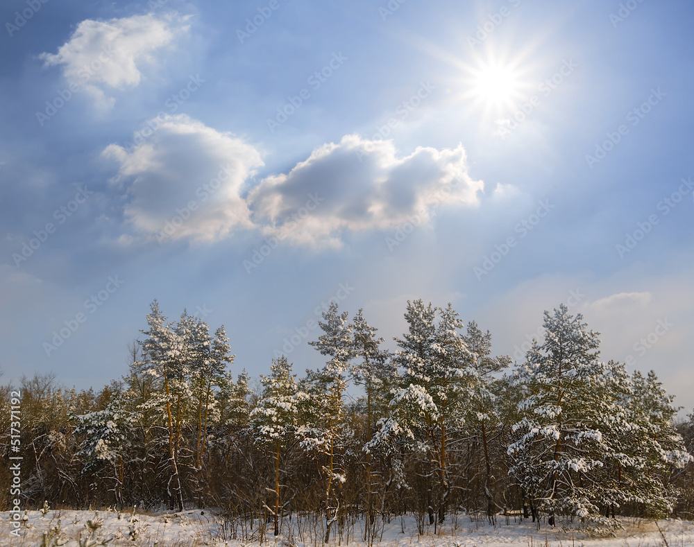 snowbound winter pine tree forest at sunny day snowbound winter pine tree forest at sunny day