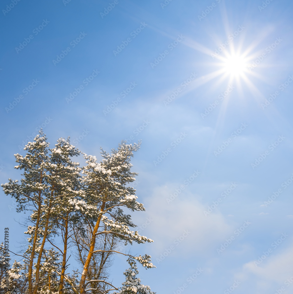 snowbound winter pine tree forest at sunny day snowbound winter pine tree forest at sunny day