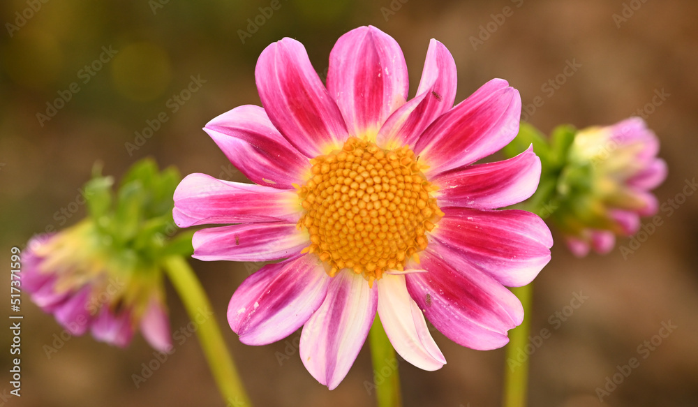 Beautiful close-up of a single-flowered dahlia Beautiful close-up of a single-flowered dahlia