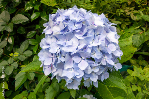 blue hydrangea flowers