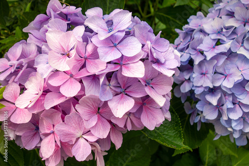 purple hydrangea flowers