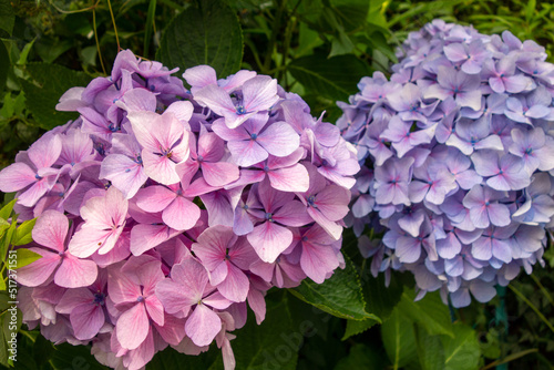 flowers in the garden