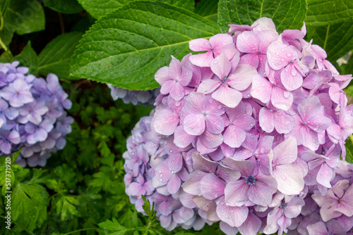 flowers in the garden