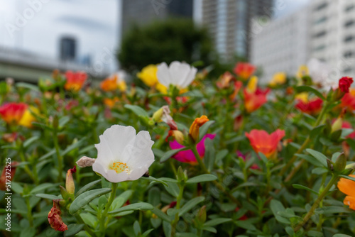 spring in the city
