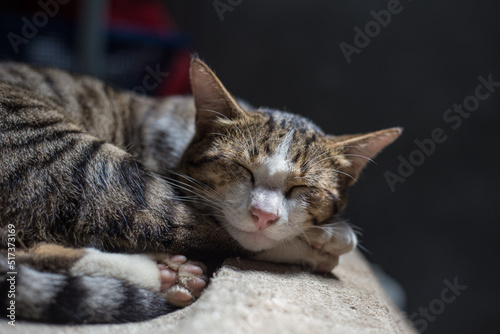 Traditional asian brown cat sleep on blanket