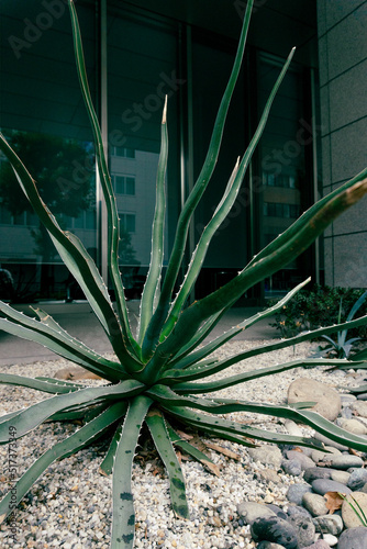 cactus in the sun