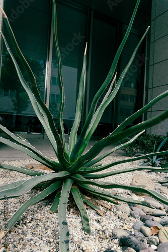 aloe vera plants