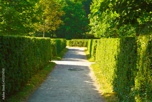 garden labyrinth of green bushes in the sun