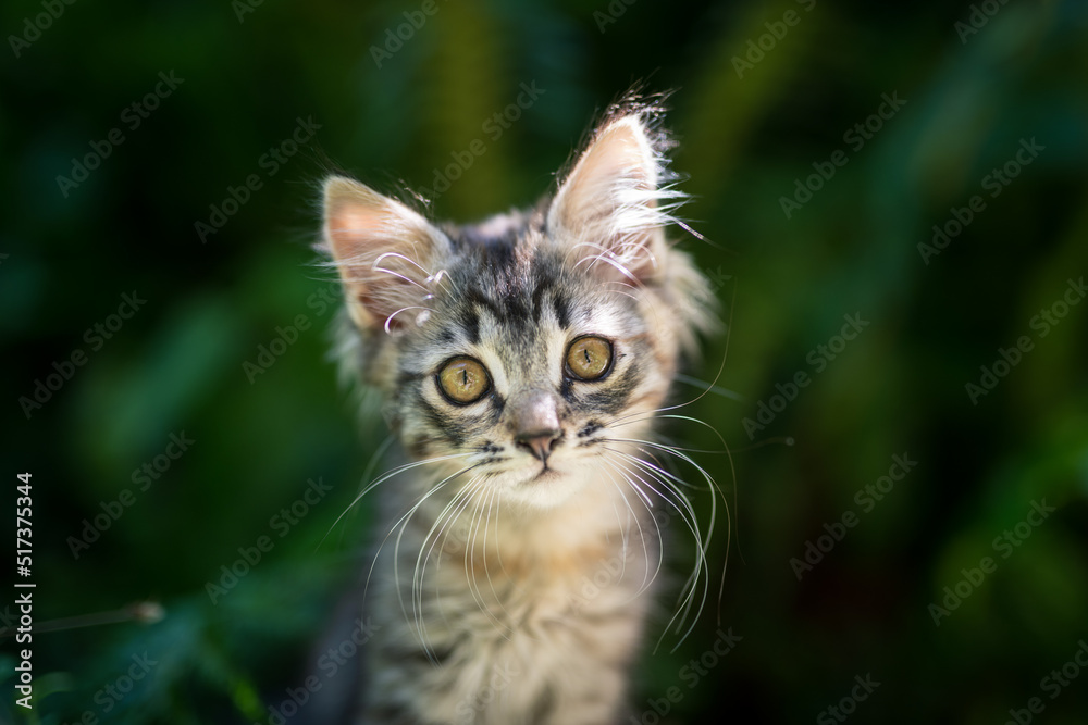 portrait of a kitten in nature