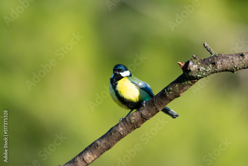 blue yellow and white bird perched on a tree looking to the side © alvaro