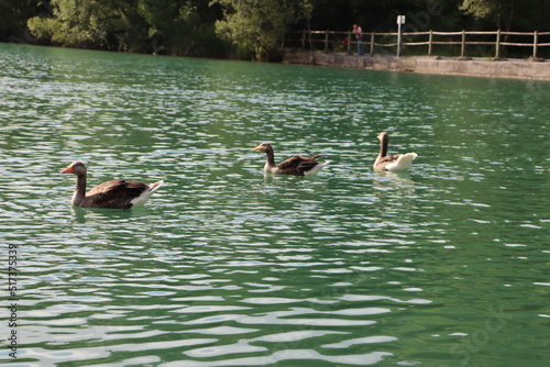 Patos en el lago © Argiduna