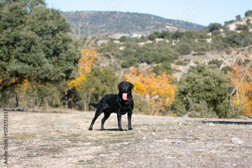 black labrador retriever in the field look at the camera