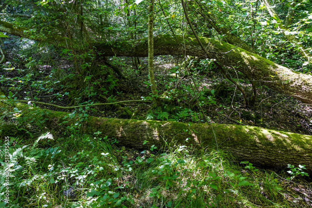 Fototapeta premium totholz liegt im wald naturschutz biodiversität