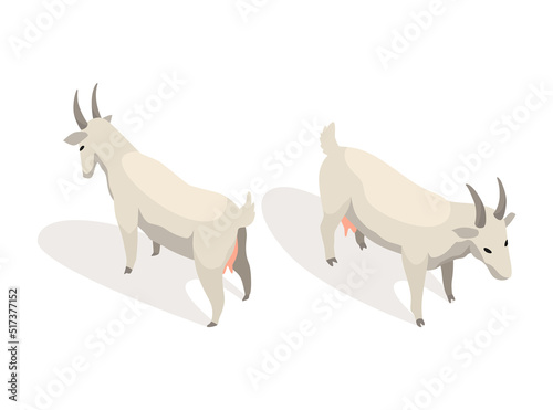 Farm animal isometric. Domestic animal in 3d flat back and front view. Cute game character of goat. Vector icon