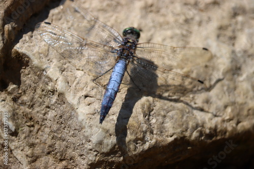 Dragonfly - Orthetrum cancellatum (male)