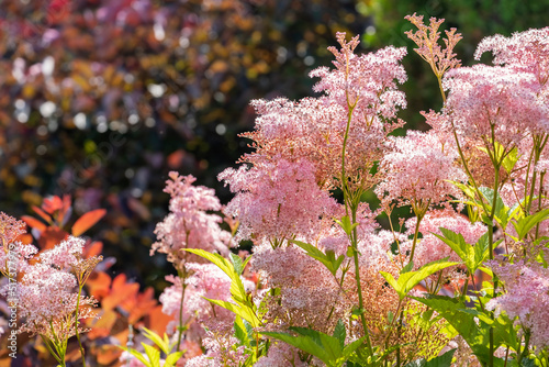 Closeup of Queen of the Prairie "Venusta" Blossoms in a Garden