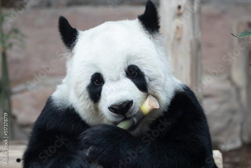 Fototapeta Naklejka Na Ścianę i Meble -  Sweet Fluffy Panda in Thailand, Lin Hui