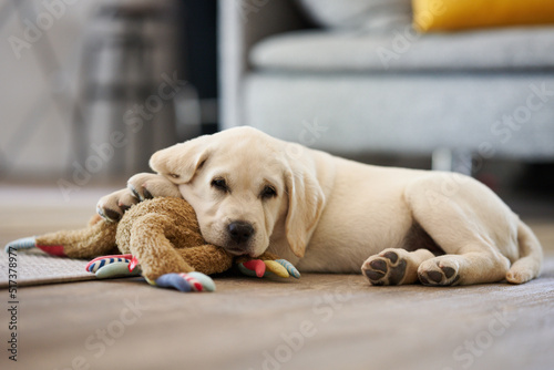 Adorable little dog resting lying on its toy plush rabbit looking contentedly at the camera in the living room at home