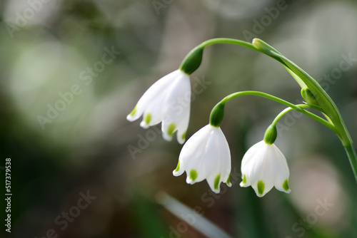 スノーフレークの白い花（埼玉県/4月） © photo203