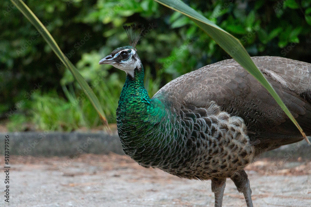 Obraz premium Pavo Real entre hojas de arbustos con cuello verde y cuerpo gris 