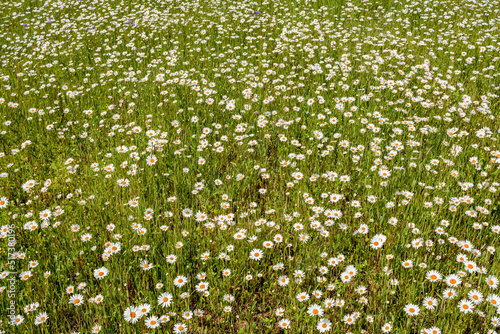 Bright summer field with beautiful daisies.