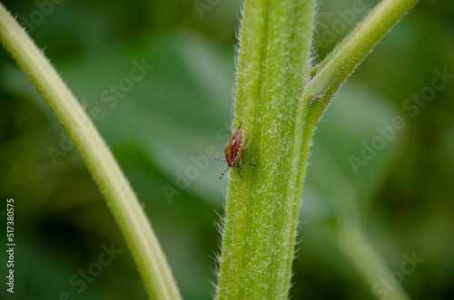 ladybird on a leaf © Сергей Осипенко