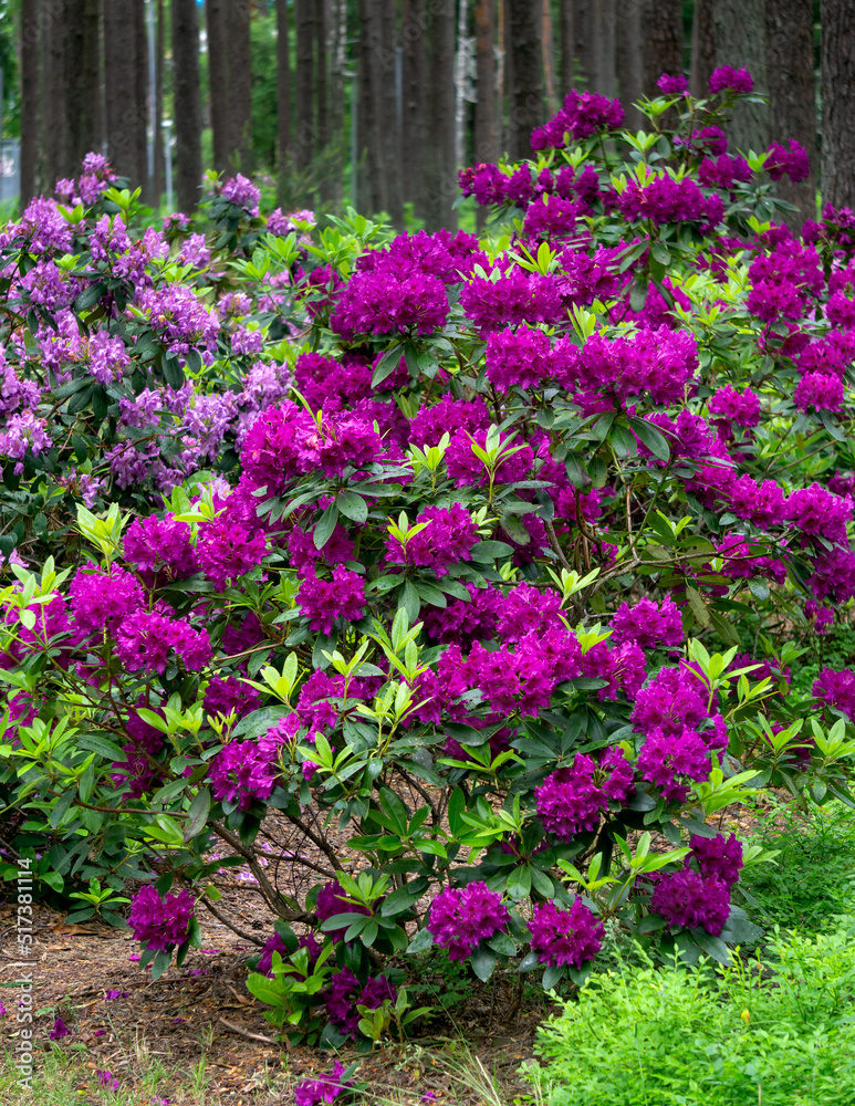 Rhododendron bushes with dark purple flowers in a city park.