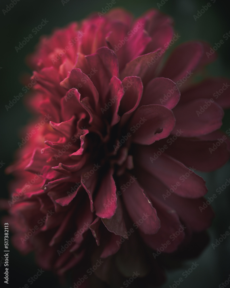 dahlia flower