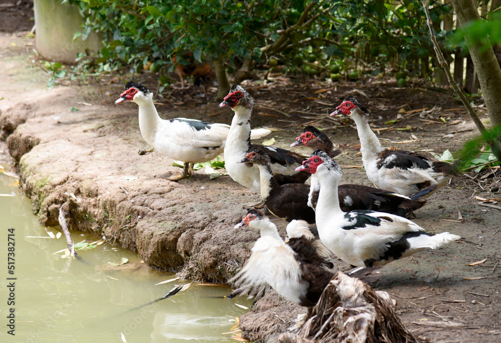 The ducks are in a self-sufficient farm. The ducks are in a self-sufficient farm.