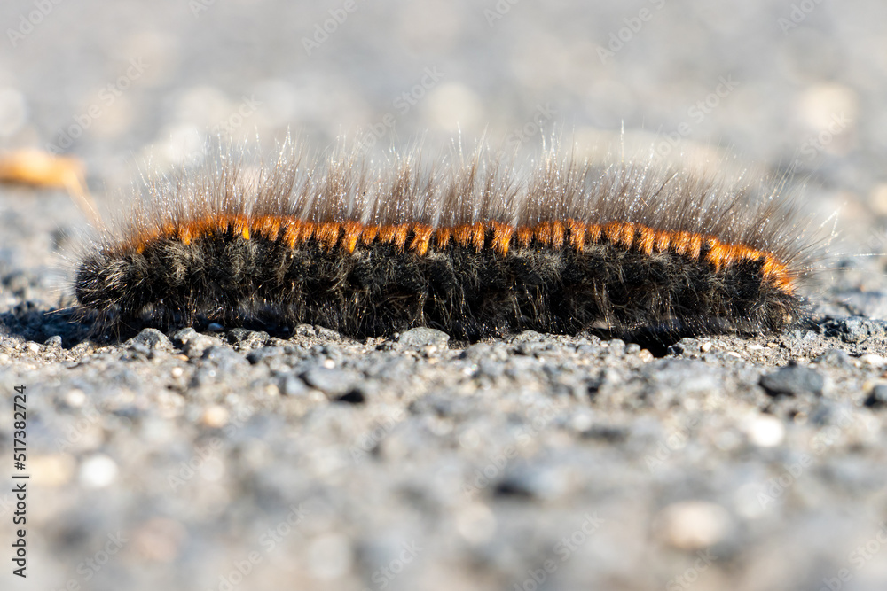 The caterpillar of the fox moth - Macrothylacia rubi, crawls on the road The caterpillar of the fox moth - Macrothylacia rubi, crawls on the road