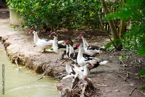Schilderij op canvas The ducks are in a self-sufficient farm.