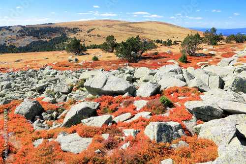 Rochers de granit  et bruyère rouge en automne dans la lande du Finiels au Mont Lozère.