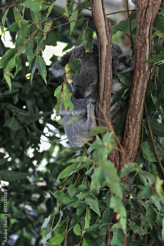 Gray fur koala perched-branches of a eucalyptus tree. Brisbane-Australia-052