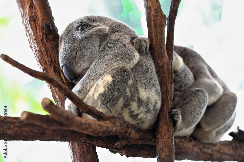 Three small gray fur koalas sleeping-branches of eucalyptus trees. Brisbane-Australia-055 Three small gray fur koalas sleeping-branches of eucalyptus trees. Brisbane-Australia-055