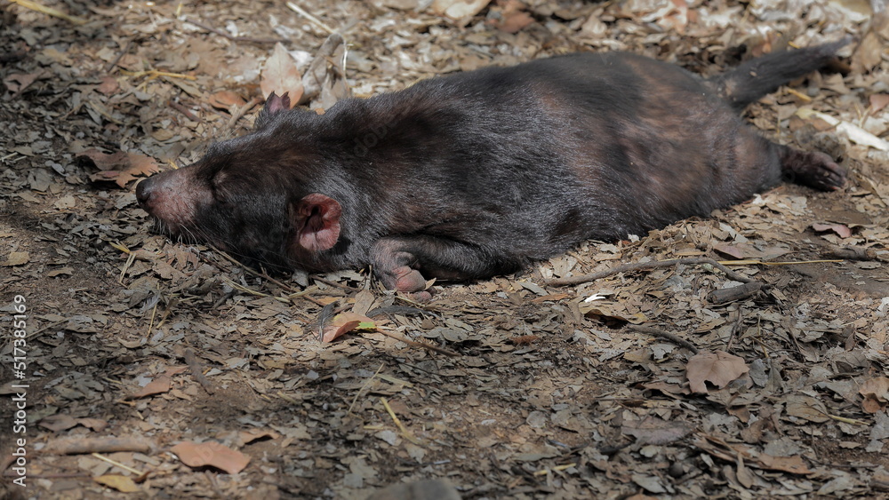 Tasmanian devil sleeping on the ground. Brisbane-Australia-063 Tasmanian devil sleeping on the ground. Brisbane-Australia-063