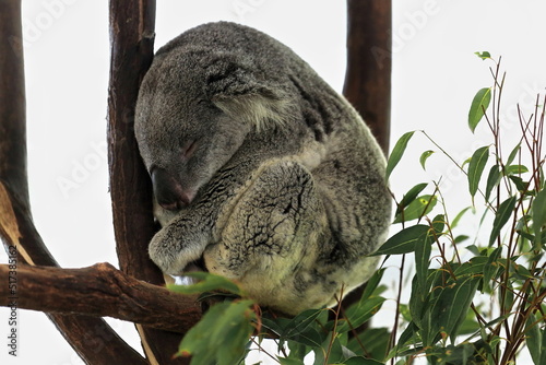 Fototapeta Naklejka Na Ścianę i Meble -  Small gray fur koala sleeping-branches of eucalyptus trees. Brisbane-Australia-053