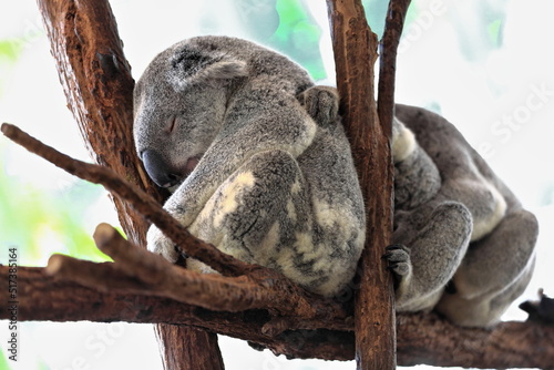 Photography Three small gray fur koalas sleeping-branches of eucalyptus trees