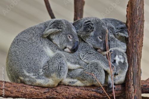 Three small gray fur koalas sleeping-branches of eucalyptus trees. Brisbane-Australia-058
