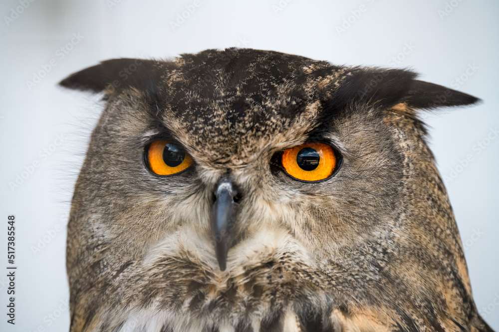 Obraz premium detailed close up face of a european eagle owl (Bubo bubo)