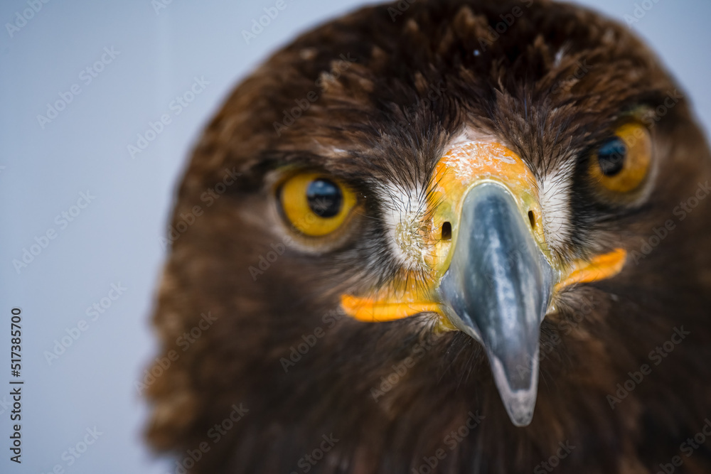 Naklejka premium close up face of a golden eagle (Aquila chrysaetos)