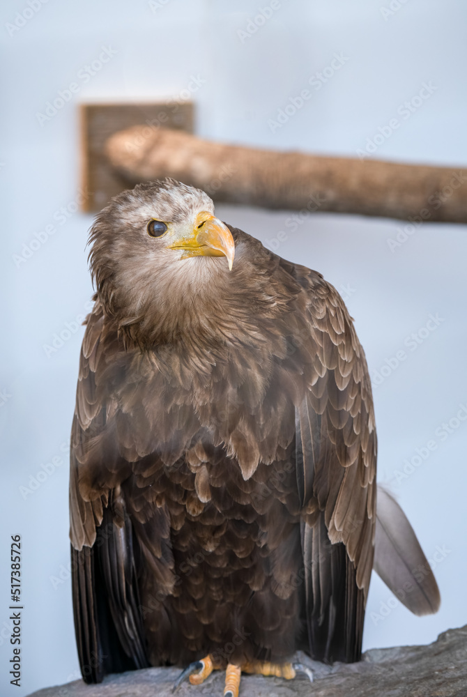 Obraz premium closeup face of a golden eagle (Aquila chrysaetos) 