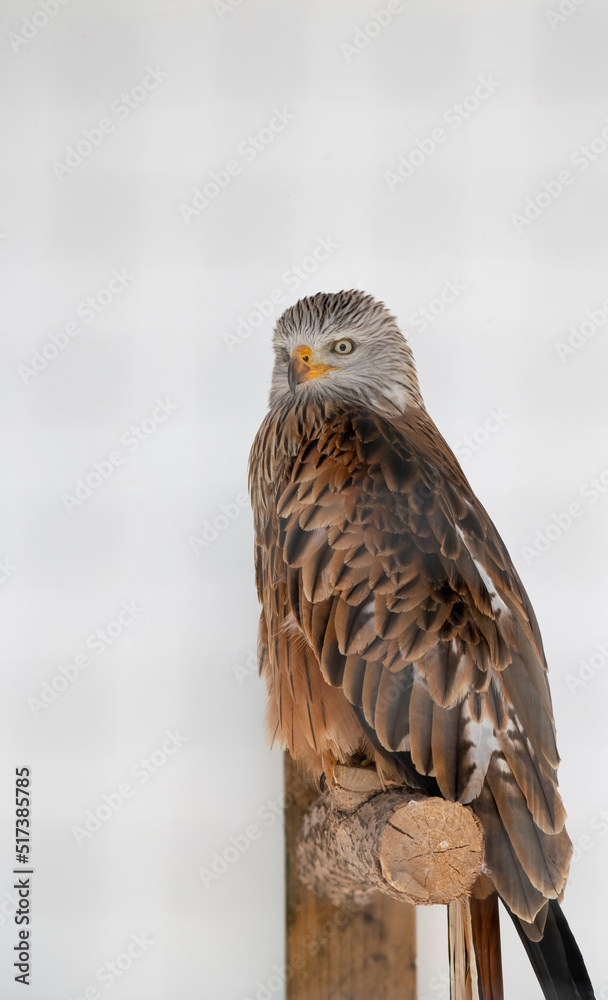 a red kite (Milvus milvus) inside their large cage a red kite (Milvus milvus) inside their large cage