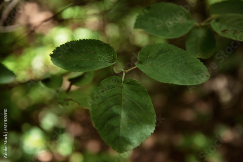 Wallpaper Mural Summer sunny day in the forest. Torontodigital.ca