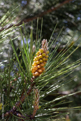 A pine tree bud in the spring