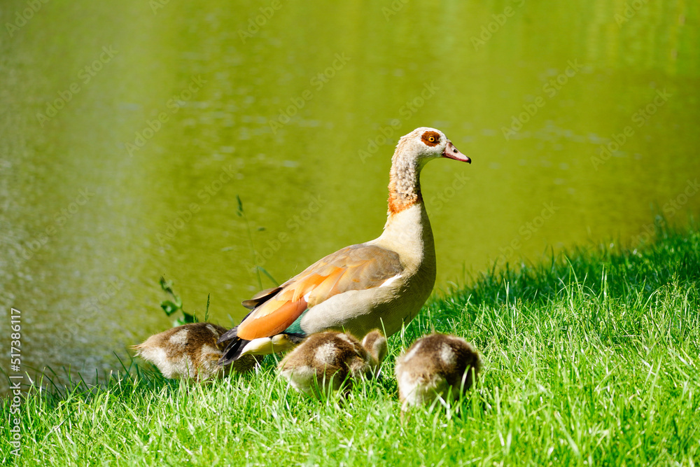Obraz premium Egyptian goose with chicks on the shore of a lake. Wild birds in nature. Alopochen aegyptiaca.