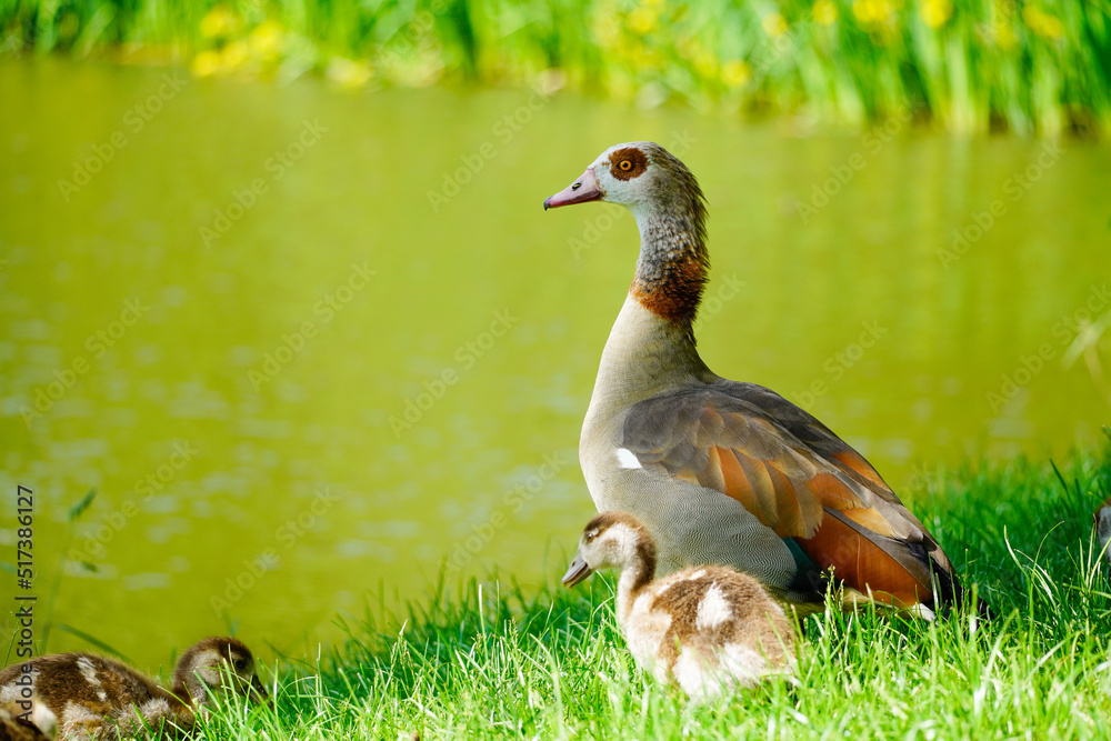 Obraz premium Egyptian goose with chicks on the shore of a lake. Wild birds in nature. Alopochen aegyptiaca.