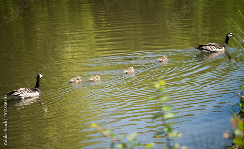 a clutch of young brown goslings (Anser)