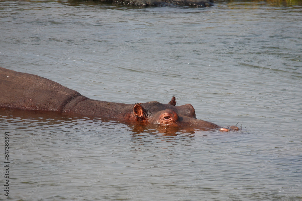 Fototapeta premium Flußpferd / Hippopotamus / Hippopotamus amphibius