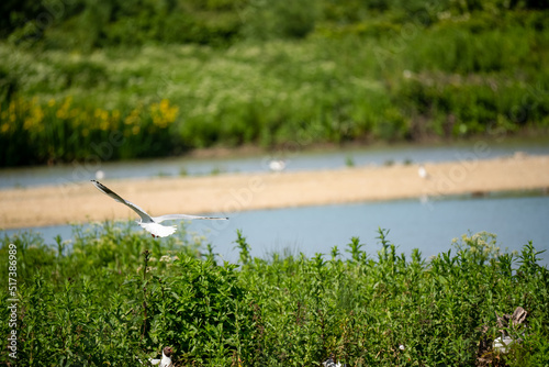 brown headed gull (Chroicocephalus brunnicephalus) touching down on a bird sanctuary lake photo